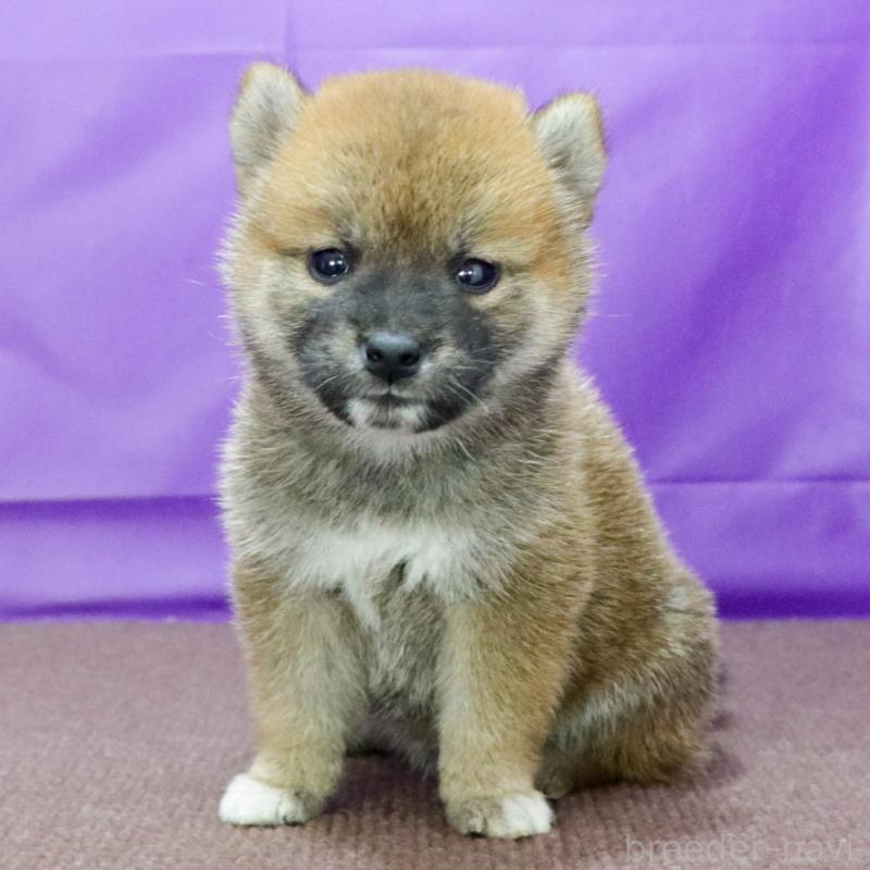 成約済の愛知県の柴犬-401939の3枚目
